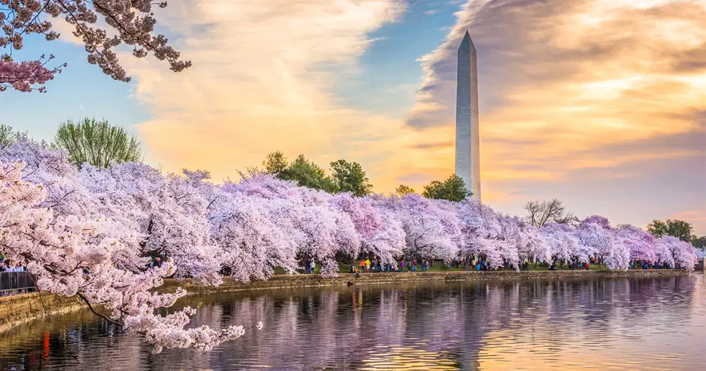 cherry blossom