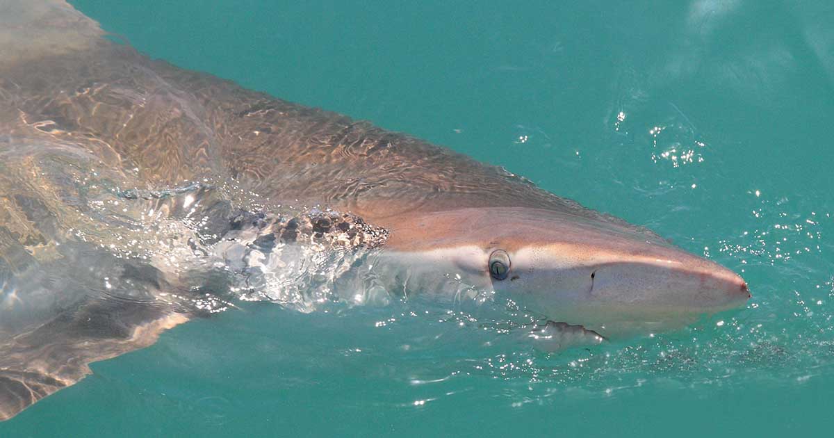 copper sharks